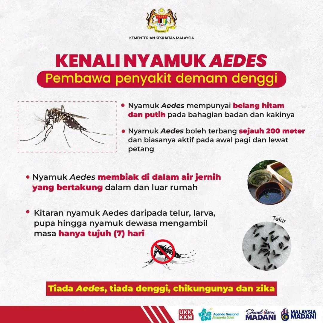 Mengenal Lebih Dekat Nyamuk Aedes Aegypti 